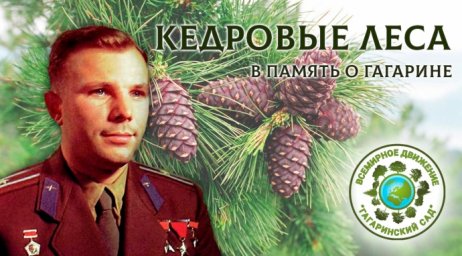 Кедровые леса в память о Гагарине